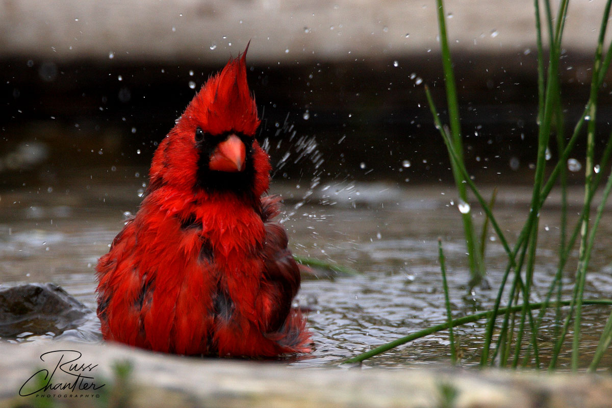 Northern Cardinal © Russ Chantler
